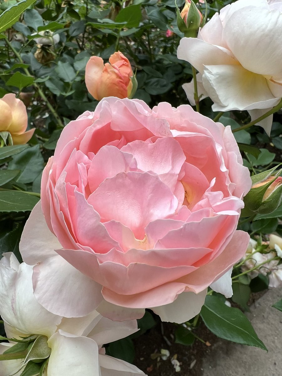 ColinMcWatters's tweet photo. @berryniceblake This is a flower I like. https://t.co/kCsaa2rmfw