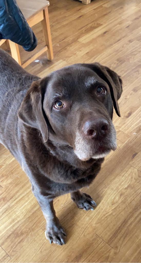 Lookbehind2's tweet image. Er hat es geschafft, friedlich und ohne Schmerzen...

😢