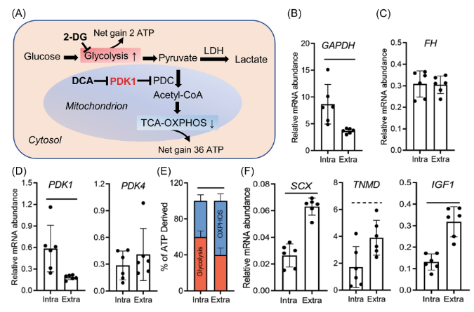 Carolyn Chlebek, PhD (@carolyn_chlebek) on Twitter photo Can #metabolism explain differences in intra- and extrasynovial #tendon healing capacities? <a href="/ORSsociety/">Orthopaedic Research Society</a> members demonstrated that intrasynovial tendons rely on #glycolysis whereas extrasynovial tendons use more #OxPhos
#ORSSMC <a href="/washu_ortho_res/">WashU Ortho Research</a> <a href="/JOrthopRes/">Journal of Orthopaedic Research®</a>
ow.ly/N3Cg50JPXM7 Can #metabolism explain differences in intra- and extrasynovial #tendon healing capacities? <a href="/ORSsociety/">Orthopaedic Research Society</a> members demonstrated that intrasynovial tendons rely on #glycolysis whereas extrasynovial tendons use more #OxPhos
#ORSSMC <a href="/washu_ortho_res/">WashU Ortho Research</a> <a href="/JOrthopRes/">Journal of Orthopaedic Research®</a>
ow.ly/N3Cg50JPXM7