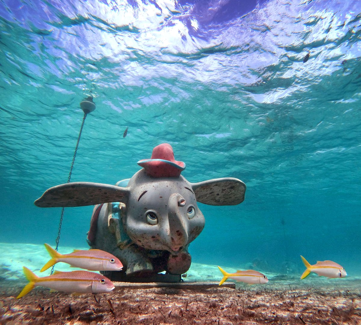 joeburb's tweet photo. A surreal scene under the crystal blue waters of Castaway Cay, Disney’s private island in The Bahamas. More photos: https://t.co/IeSeI2C4rJ @orlandosentinel @OSPhoto #DCL #disneycruiseline #DCLWish #wish #cruises #bahamas #snorkeling #castawaycay #orlandosentinel https://t.co/CIo6XBDxqA
