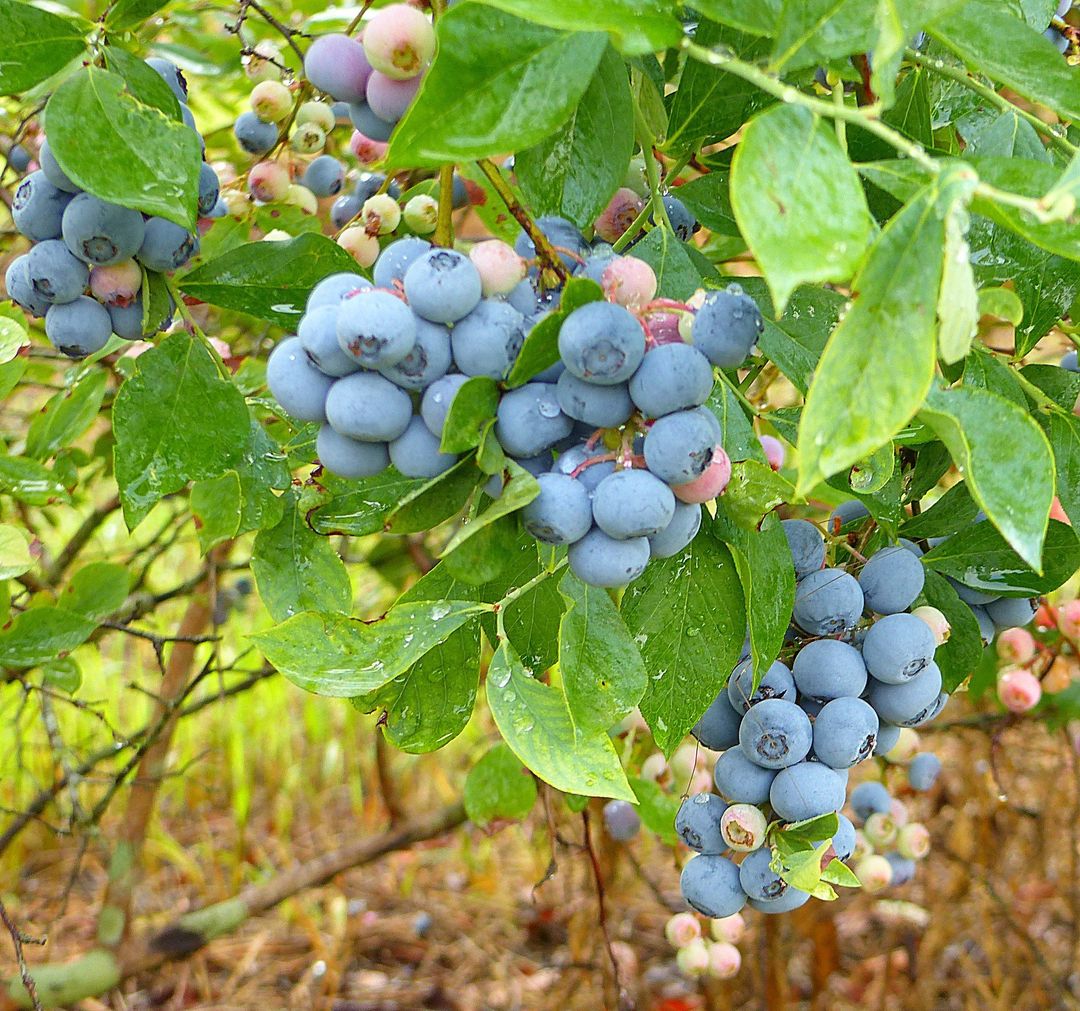 visitstclair's tweet photo. We're berry happy it's not too late... you can still pick blueberries at Wadsworth Blueberries in Cropwell! This fourth generation family farm provides it all: buckets, bags, ice water, picnic tables, and restroom facilities!  Open sunrise to sunset! 🌻🫐🇺🇸 #visitstclair https://t.co/c81wyUJEGT