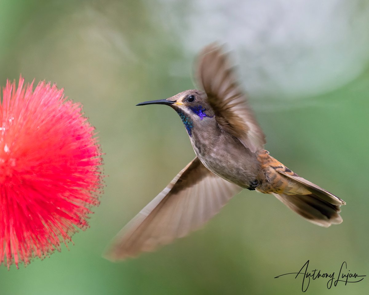 anthonylujan's tweet photo. People have said that many of my hummingbirds look angry. In this shot, I would totally agree. This one is a little bully! 
Colombia March 2022
Sony A1 - Sony 600mm

#brownvioletear #violetear #hummingbird #hummingbirds #hummingbirdsofinstagram #hummingbirdsofcolombia #hummin... https://t.co/G0fYZNRhse
