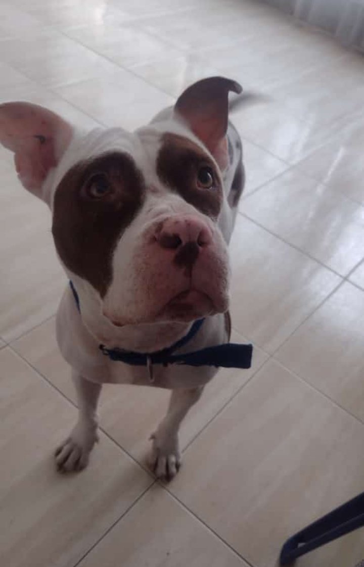 SECUIRES's tweet photo. Queridos amigos ayúdanos a compartir para que encuentre un hogar 
Criollita amarilla de 3 meses
Pitbull americana de 2 años y medio 
Akita macho de 3 años.
#AdoptaNoCompres
#AdopcionResponsable
@MONYRODRIGUEZOF https://t.co/JBjhZejOph