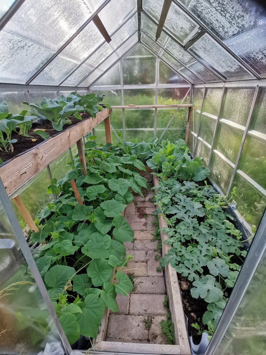 Kasvihuoneella tulossa melkein jo tungokseksi asti kurkkua, kukkakaalia ja vesimelonia 🌱👀  #kasvihuonekesä