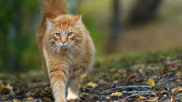 CP24's tweet photo. Toronto eyeing new plan to ban cats from going outdoors unless on leash
https://t.co/ExET95uXHb https://t.co/wgZzHVbrPj
