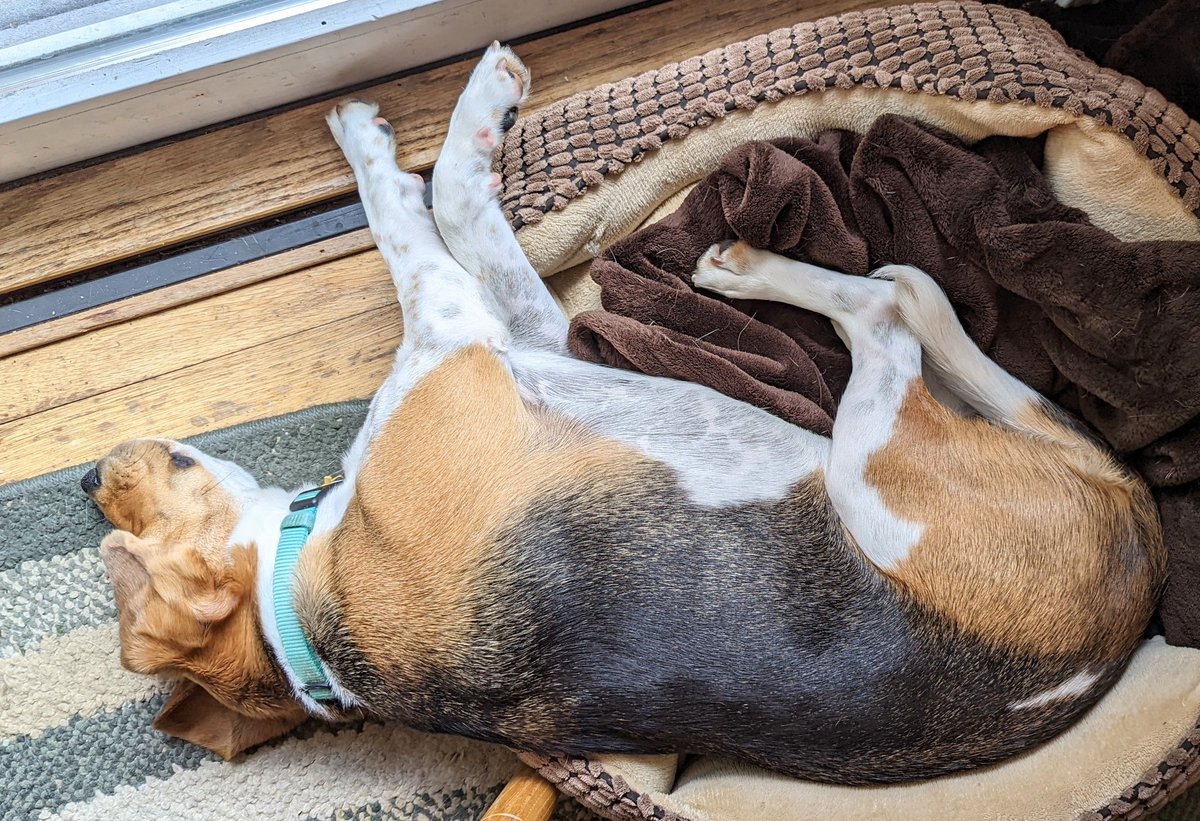 <a href="/lolarescuedpup/">Lola</a> right?? Mom's favorite day is Wednesdays because I go to daycare in Tuesdays