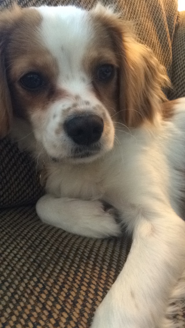 DebComanWriting's tweet photo. @MadalynSklar Our Sammy just had surgery today but all is well and he'll be back in action and home tomorrow. #TheDogsOfTwitterSmarter #TwitterSmarter https://t.co/Zl7Dr3yKMk