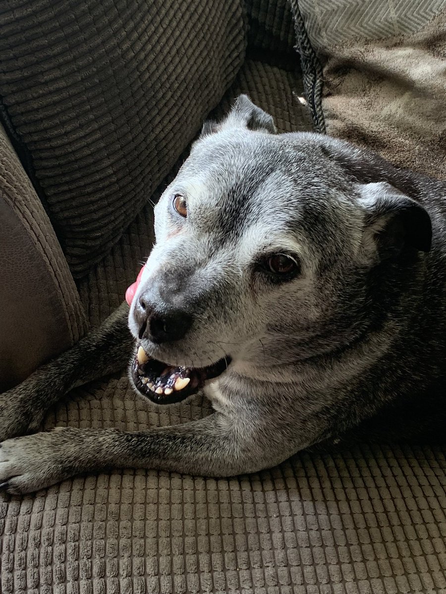 It’s this fellas 14th birthday today. Diesel maybe greyer and not as fast as he was but is still full of life and unlike me he has all his own teeth.