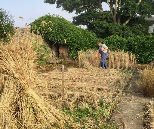 SmallholdersUK's tweet photo. Here’s Bosse’s progress @ArdrossFarm in 2021. It’s an exciting journey with the promise of delicious results, all fertilised naturally with local seaweed #rye #crispbreads #milling #heritagewheat @slowfooduk #scything https://t.co/963sMYb7N2