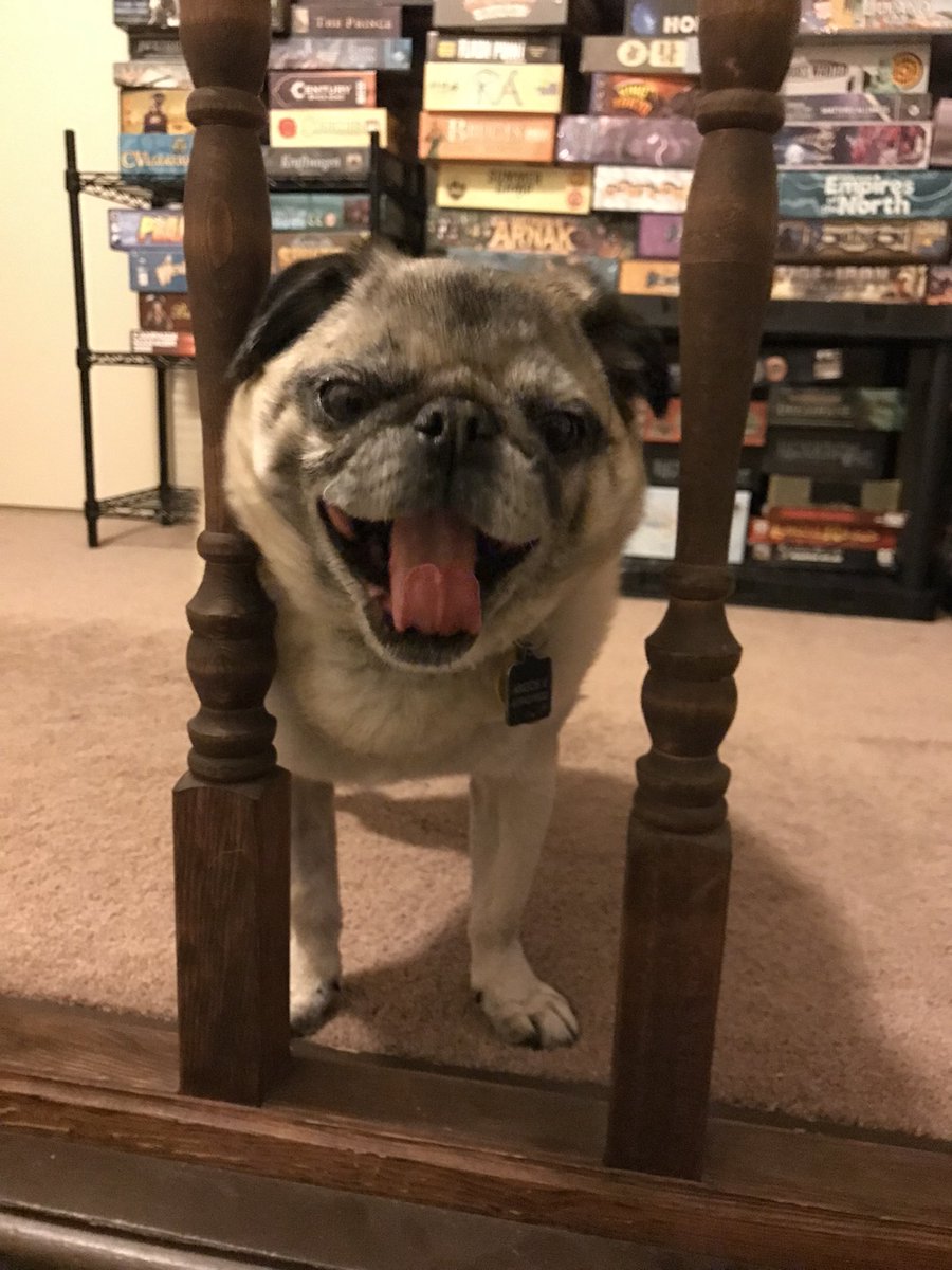 ThePugBros's tweet photo. @zentreya Pugs! This is my 13yo boy Argos 🐶🐶🐶❤️❤️❤️ https://t.co/ENERXwtJSk