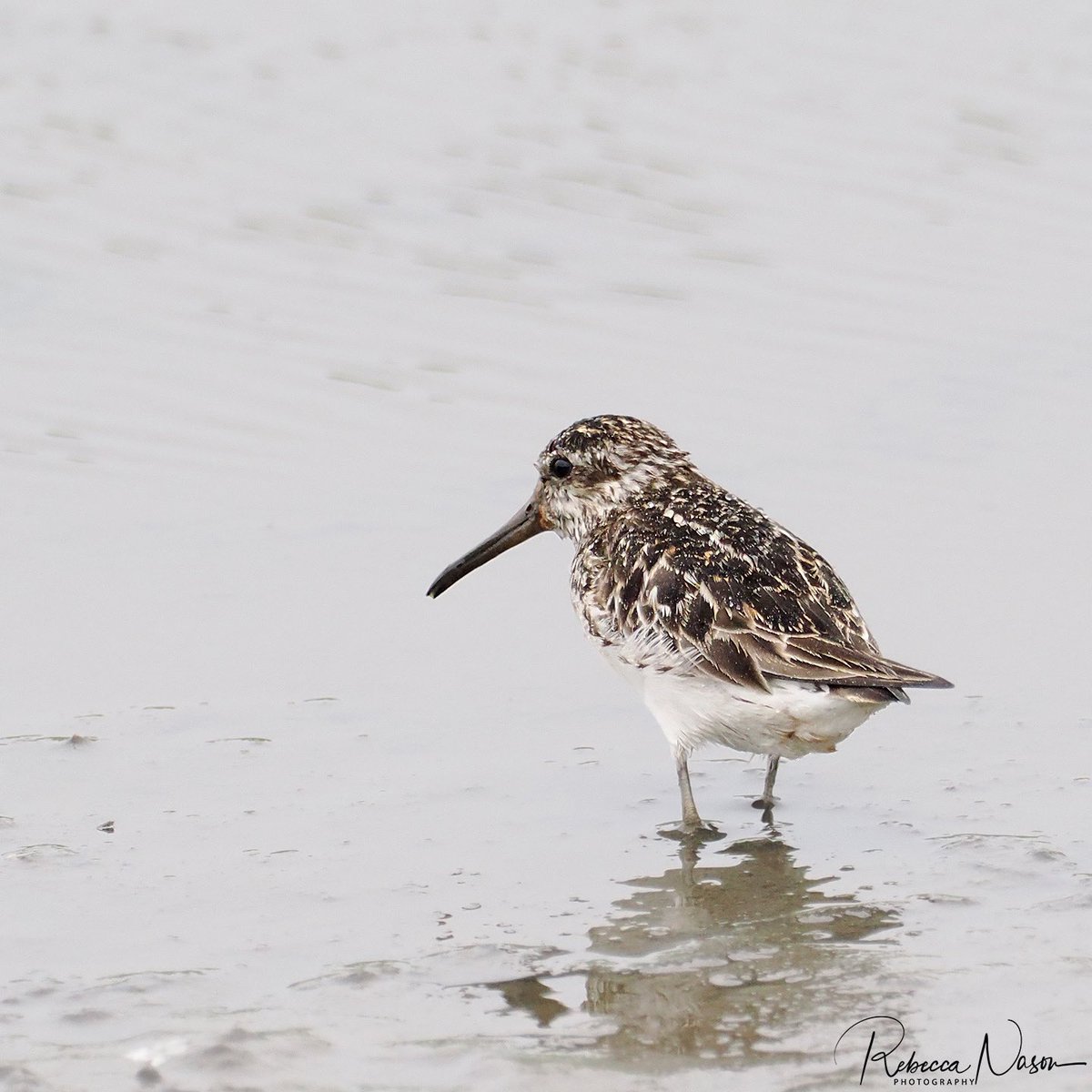 More than pleased to re-find the Broad-billed Sandpiper striking a pose with Dunlin at Grutness Pool this afternoon. Certainly the best views I’ve had of this stunning little wader so far! <a href="/OMSYSTEMcameras/">OM SYSTEM Cameras</a> 
<a href="/RareBirdAlertUK/">RareBirdAlertUK</a> <a href="/BirdGuides/">BirdGuides</a> <a href="/nature_scot/">Former NatureScot account</a> <a href="/NatureInShet/">Nature in Shetland</a>