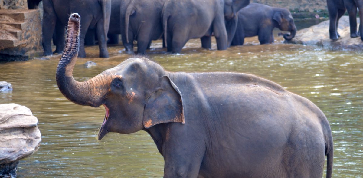 Proud to announce #CloudNativePG 1.16.0 and 1.15.2 are out!

You can now easily import your #PostgreSQL databases inside #Kubernetes and perform major upgrades of #Postgres. Update the #operator now!

Read more cloudnative-pg.io/blog/cloudnati…!

#k8s #databases #opensource