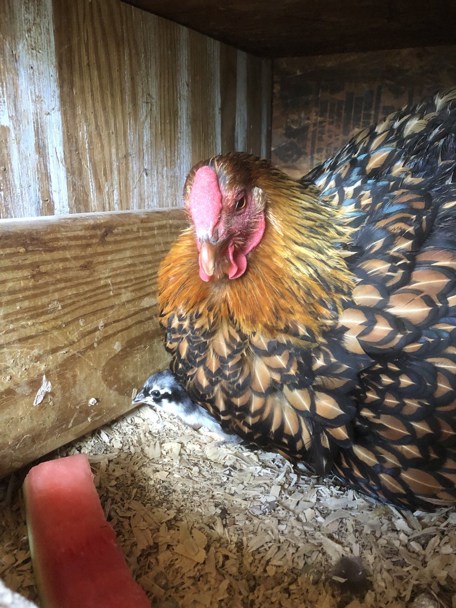 OaknThyme's tweet photo. And look who showed up today! 🐣 #chicks #mamahen #smallfarm https://t.co/5IjEXLe9dZ