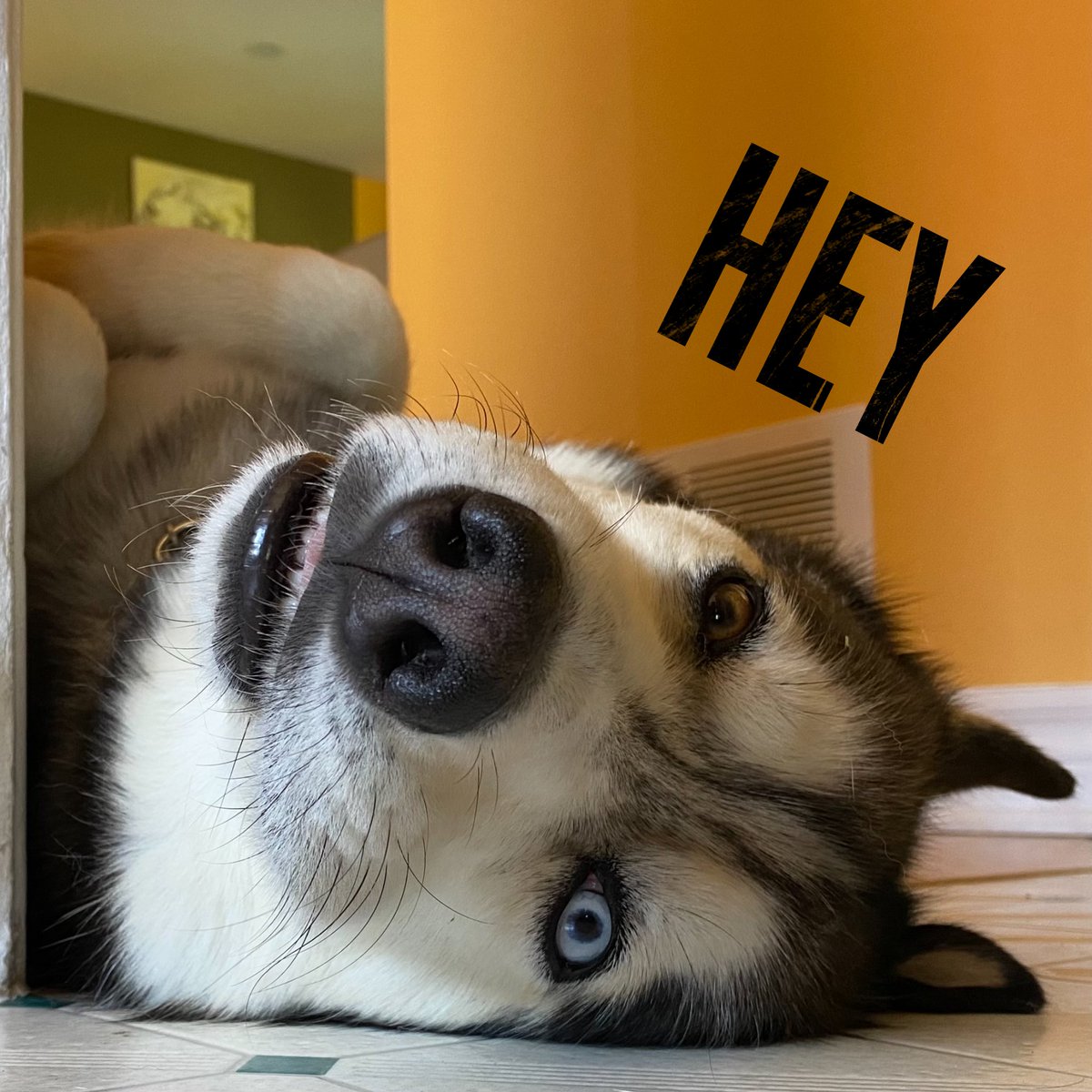 HuskyToTheMax's tweet photo. Was that a wrapper I hearded with my earses? https://t.co/k5aZUHNL2A