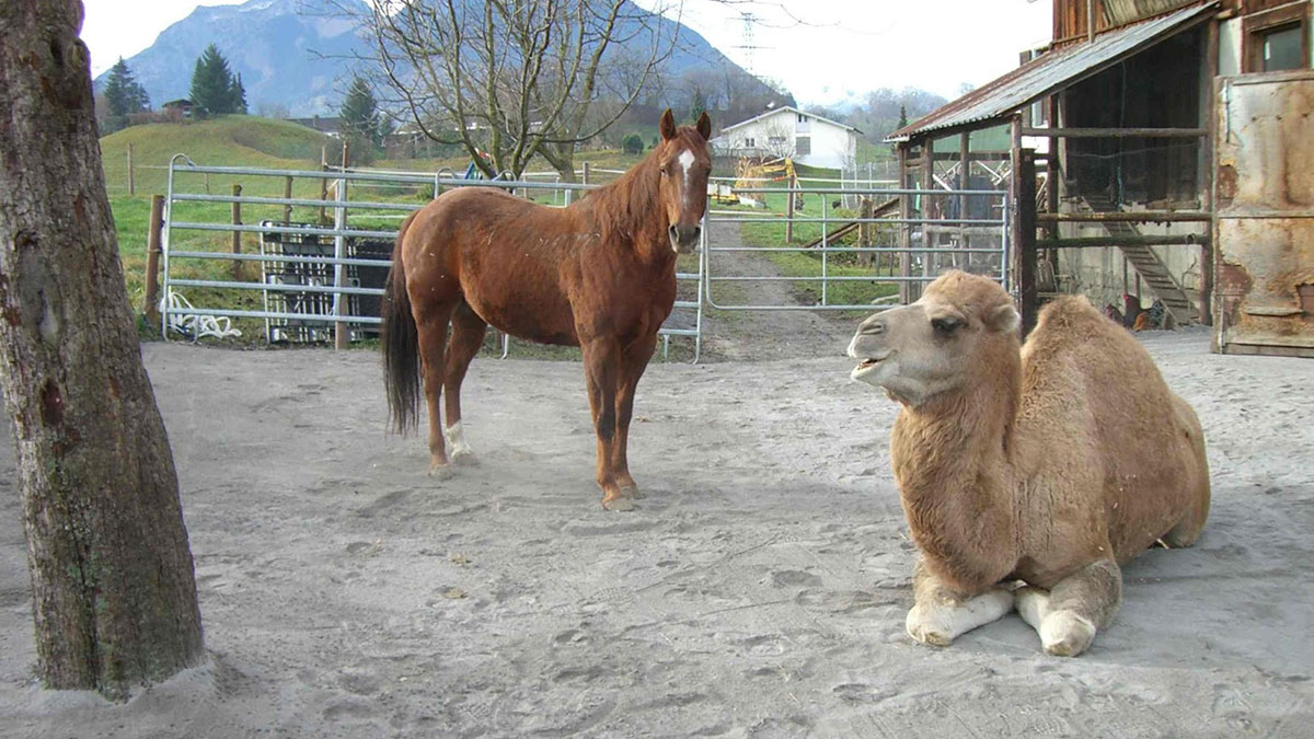 Our #permeablepavers are widely used by those in the equine and agricultural world. Installing the permeable paver grid will create a better environment for your animals &amp; save you time and money.

Learn more here: lidpermeablepaving.ca/applications/e…