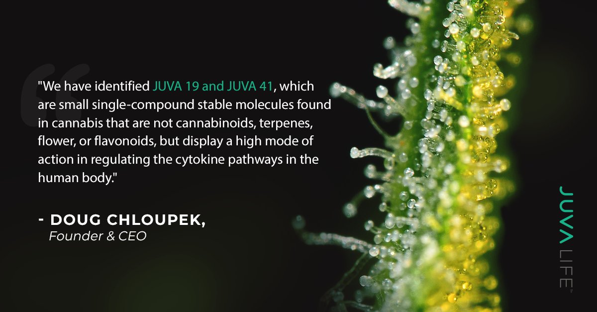 juva_life's tweet photo. Did you catch our Founder and CEO, Doug Chloupek, on the Talking Hedge Podcast with Josh Kincaid?

Give the podcast a listen to see how Juva is working to unlock the secret of pain management with molecules found in cannabis: https://t.co/019qqUWoON

#Juva #TalkingHedge #Podcast https://t.co/Bvt8JWrs0t
