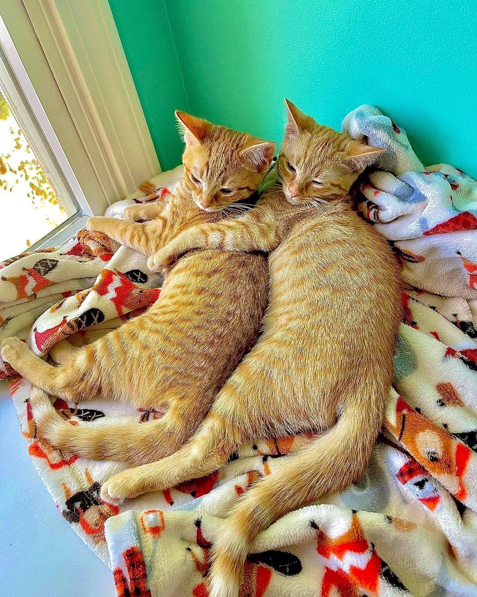 TheMeowCats's tweet photo. https://t.co/2myMOlCZSB