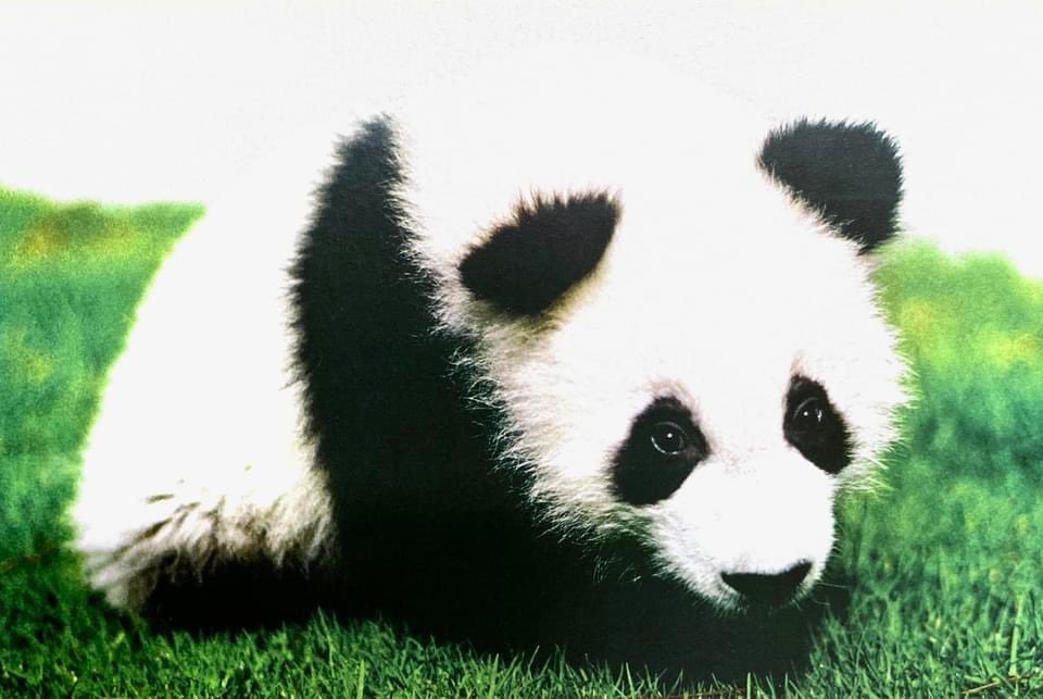 EmbChinaMex's tweet photo. 🐼Mil gracias al Zoológico de Chapultepéc por su minucioso cuidado a la panda gigante Shuan Shuan. Vivió una vida feliz y longeva en México. Recordaremos para siempre a la embajadora de amistad China-México: la panda gigante Shuan Shuan.🇨🇳🤝🇲🇽 https://t.co/RHCzrBaT7S