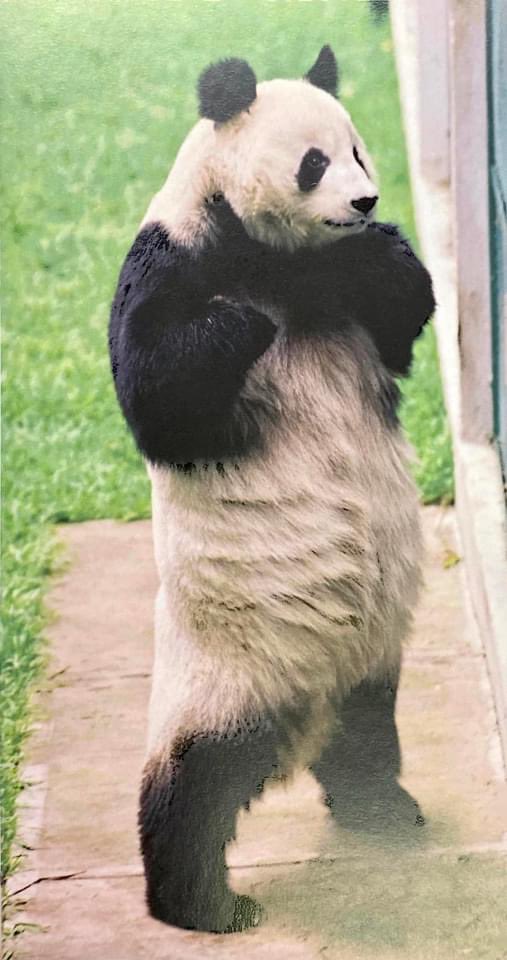 EmbChinaMex's tweet photo. 🐼Mil gracias al Zoológico de Chapultepéc por su minucioso cuidado a la panda gigante Shuan Shuan. Vivió una vida feliz y longeva en México. Recordaremos para siempre a la embajadora de amistad China-México: la panda gigante Shuan Shuan.🇨🇳🤝🇲🇽 https://t.co/RHCzrBaT7S