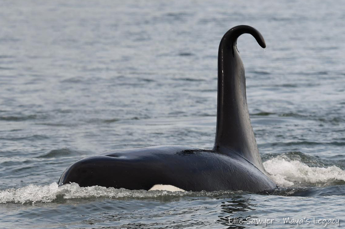 ThePWWA's tweet photo. Have you spotted this unique dorsal fin in the Salish Sea this week? It belongs to T072 "Young", a male Bigg's killer whale born in 1974. Young is named for Young Island in Glacier Bay, AK where he's often seen. His last sighting in this area was in 2017. Great to see him again! https://t.co/YFJQinWLgx
