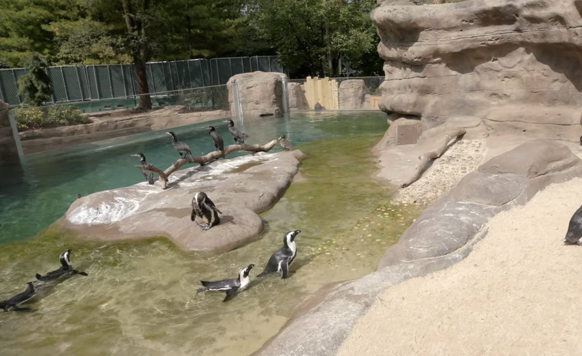 JanetMillion1's tweet photo. @cincinnatimetro The African Penguin is my spirit animal. I want to live in cool spot like  #PenguinPoint in the @CincinnatiZoo! https://t.co/vIqFZScpx1