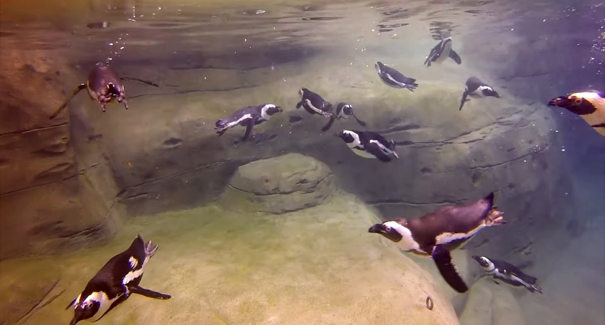 JanetMillion1's tweet photo. @cincinnatimetro The African Penguin is my spirit animal. I want to live in cool spot like  #PenguinPoint in the @CincinnatiZoo! https://t.co/vIqFZScpx1