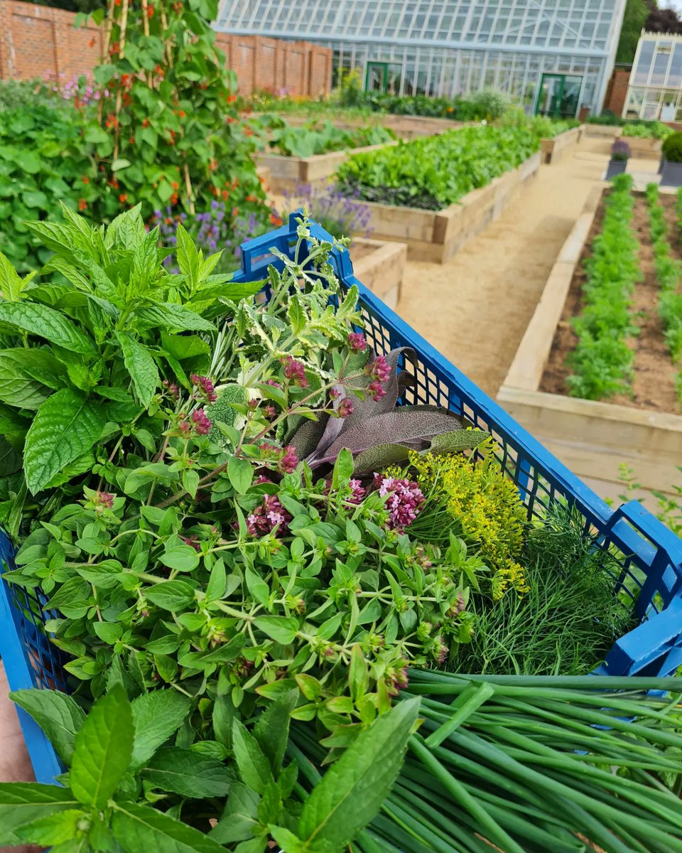 PhilMennell's tweet photo. The Walled garden at @RockliffeHall producing the best fresh produce for the kitchens #freshisbest #growyourown #gardeners #chefs #walledgarden #gardening https://t.co/M1lcqcgglP