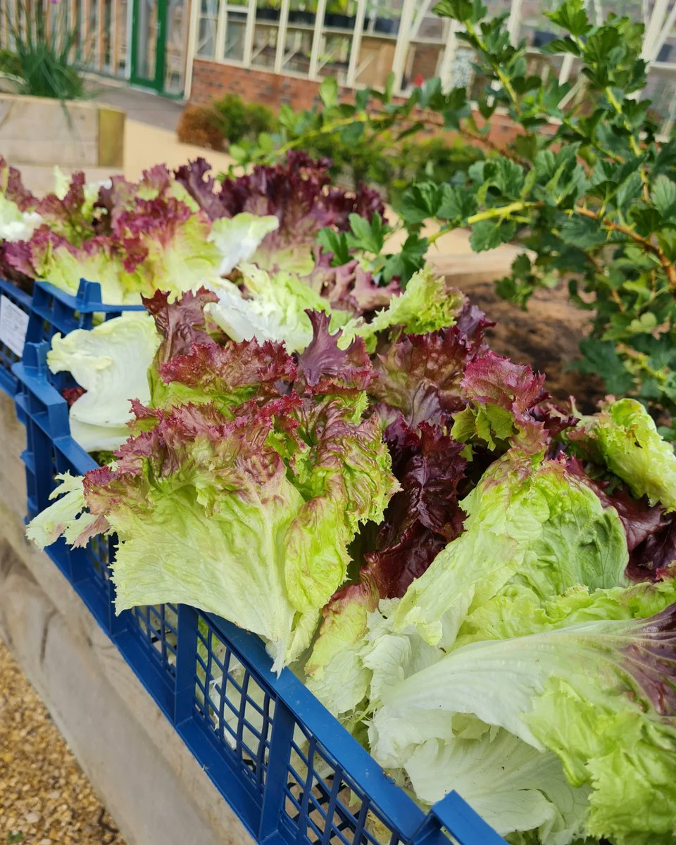 PhilMennell's tweet photo. The Walled garden at @RockliffeHall producing the best fresh produce for the kitchens #freshisbest #growyourown #gardeners #chefs #walledgarden #gardening https://t.co/M1lcqcgglP