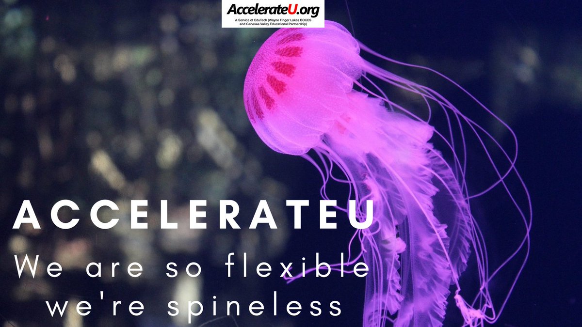 AccelerateU_NYS's tweet photo. https://t.co/zZDF5Igy9j  Online Courses for New York State students.  Over 300 electives, core courses and credit recovery options to help meet student and district needs. https://t.co/f0Ywhof5tH