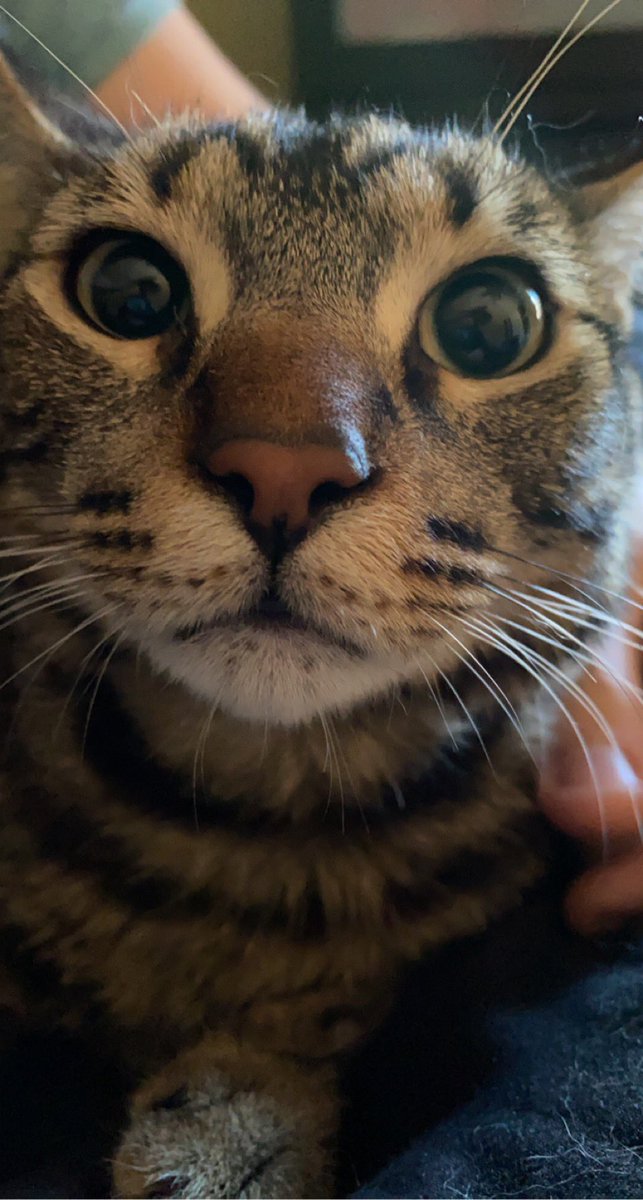Finley wishes you a good day 🐱