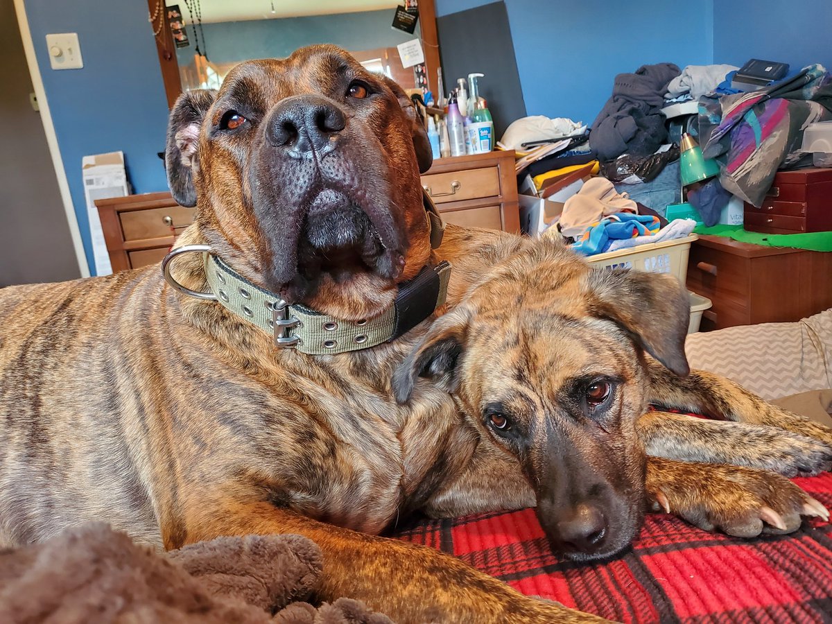 mgert69's tweet photo. Marley Moments: Mom..mom..mommy give me veggies!! @AngelMaxiandAlf @JulesAllenxx @dog_rates https://t.co/53f2drO7Db