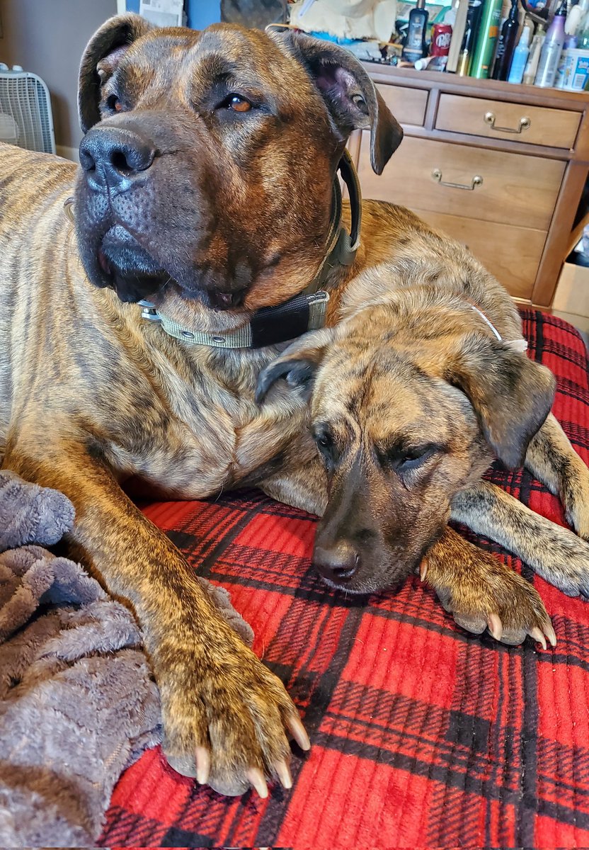 mgert69's tweet photo. Marley Moments: Mom..mom..mommy give me veggies!! @AngelMaxiandAlf @JulesAllenxx @dog_rates https://t.co/53f2drO7Db