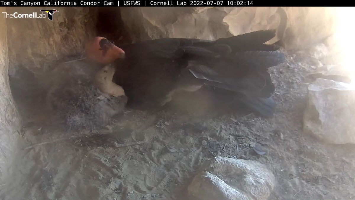 10:02 7/7 The condor chick is resting with beside a parent after a feeding.