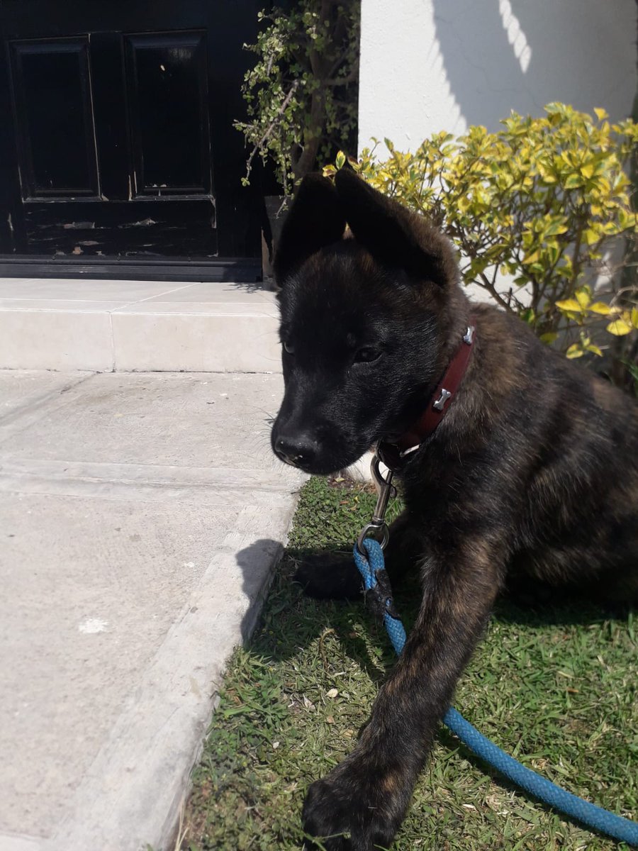 luisafdg14's tweet photo. Abro hilo de como llegaron Buster y Wallas a mi vida 🫶  (Empezamos con Wallas) https://t.co/Ath0HyVkIM