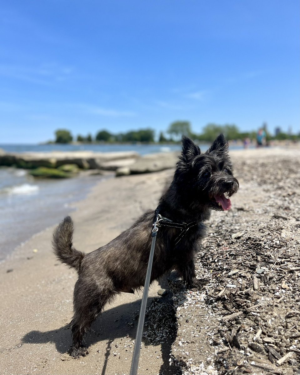 _buckeyeblonde's tweet photo. You won’t find him at Edgewater often, but today we took a chance… Sir Shamus, French Fry King of Cleveland, taking a break from kinging the block ☀️ 🌊 🐾 #adventuresofShamus #dogsofcleveland https://t.co/VBxeRulHd9