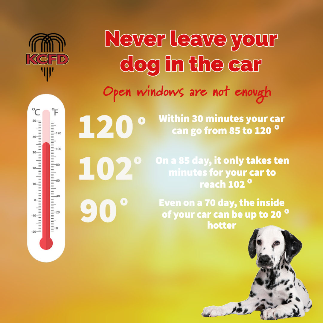 Is 85 Degrees Too Hot For A Dog Inside is-85-degrees-too-hot-for-a-dog-inside