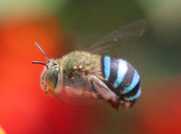 Weird_AnimaIs's tweet photo. Wonderful shot of a female blue banded bee from Australia.

(Photo Satyen M.) https://t.co/vFThzSNjkZ