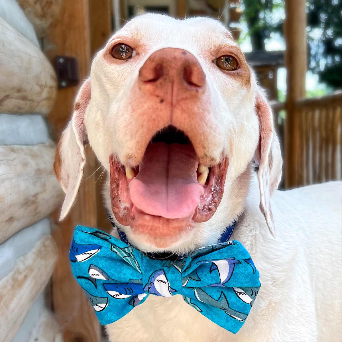 CellosCorner's tweet photo. Porter had a blast during his first week attending the Extended School Year (ESY) programs of two school districts! This week he wore his 🦈 bow tie and visited Northern Burlington County School District and Shamong Township School District! https://t.co/qFabfUe6IT