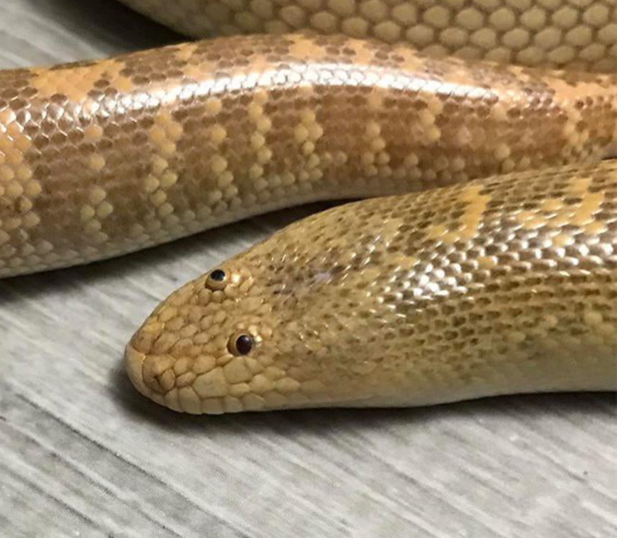 Weird_AnimaIs's tweet photo. The Arabian sand boa (Eryx jayakari) is a strange snake from Iran. It has very small eyes located on the top of its head.

(Photos: Omid Mozaffari) https://t.co/qJMjJqDxNc