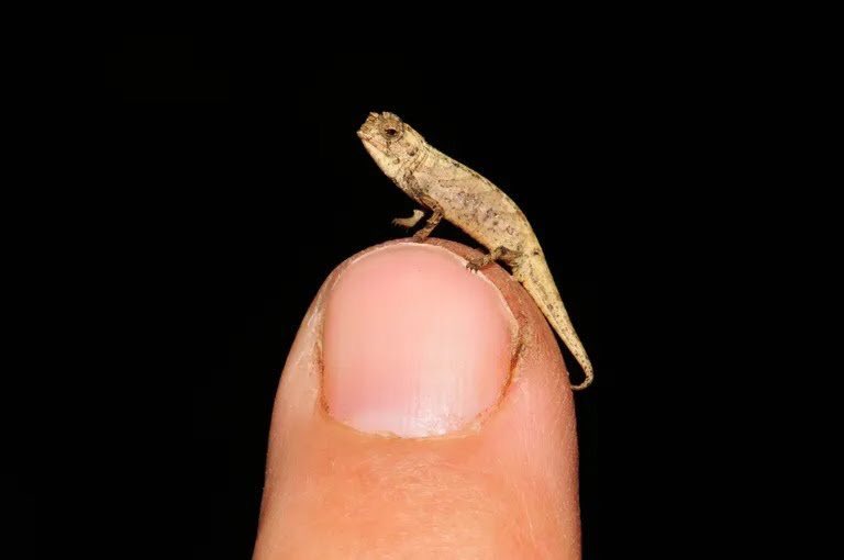 Scientists believe they may have discovered the smallest reptile on earth. It’s called the nano chameleon (Brookesia nana) and is the size of a sunflower seed.

(Photos: @natgeo)