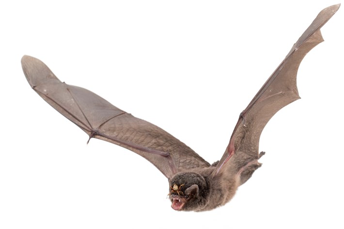 These specialised parasites (batflies) have co-evolved with their bat hosts for millions of years. They have developed a flat, hard body to prevent being crushed &amp; velcro-like hairs &amp; claws to hang on to their hosts' fur.