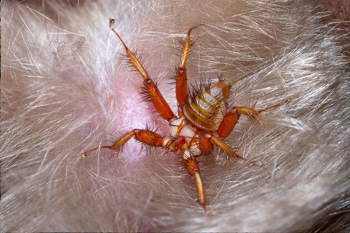 Weird Animals tweet media