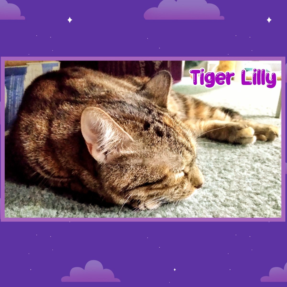 tigerlillyloki's tweet photo. She was hunkered down in the middle of the pipe. Exhausted, terrified & dirty. It took about an hour to get her out. No more outside time until this #catmom buys a stroller! #Godisbigger #Godisgood #foreverthankful #Godstilldoesmiracles #Godanswersprayers #blessedbeyondmeasure https://t.co/SvaFMYq9T3