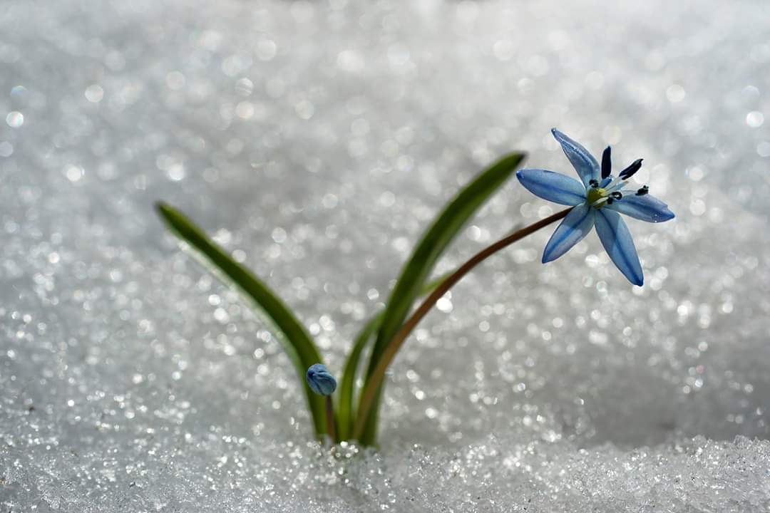 good night friends.  Our strength to hold on to life must be greater than this flower.  After every darkness, a light will surely come.
#NFTphotograph #nftart