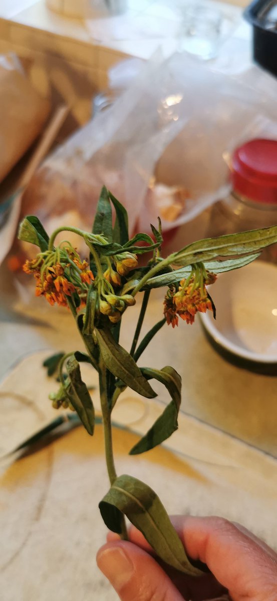 ATaylor339's tweet photo. When you buy your mum some flowers at a difficult time from @nextofficial and they look nothing like the picture &amp; are dead
. Disappointed.. what can you do to make this situation better?! https://t.co/EoEHFlU1Ec