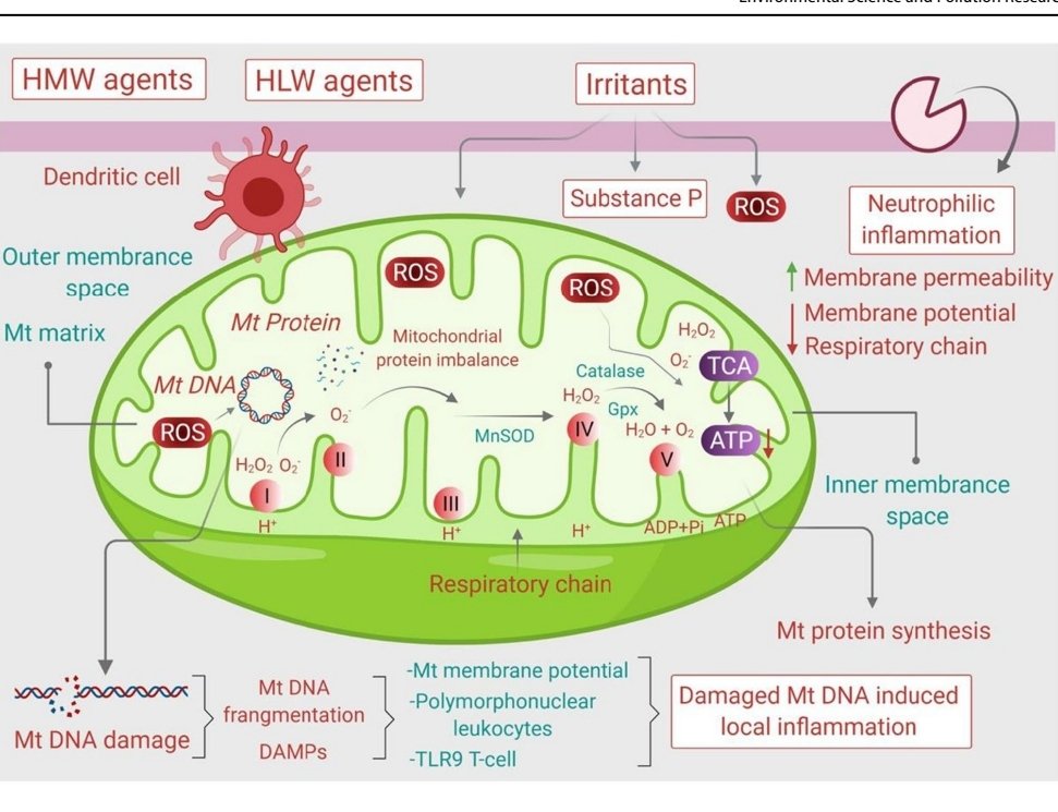 Raj Allam (@ramraju2001) on Twitter photo Nutraceuticals & mitochondrial oxidative stress in bronchial asthma; link.springer.com/article/10.100… <a href="/ramraju2001/">Raj Allam</a> <a href="/Kam_Dua/">Kamal Dua</a> <a href="/Dinesh_Kumar78/">Dinesh Kumar Chellappan, PhD</a> <a href="/DrKeshavRajPau1/">Keshav Raj Paudel</a> <a href="/SachinK00306908/">Sachin Kumar Singh</a> <a href="/gauravpharma25/">Gaurav Gupta</a> <a href="/DrNirajKumarJh1/">Niraj Kumar Jha</a> <a href="/VishwasSukriti/">Sukriti Vishwas</a> <a href="/DrSaurabhGupt18/">Dr Saurabh Gupta</a>
@UU_University <a href="/UTS_GSH/">UTS Graduate School of Health</a> <a href="/UTSARCCIM/">ARCCIM</a> <a href="/UTS_Health/">UTS Health</a> Nutraceuticals & mitochondrial oxidative stress in bronchial asthma; link.springer.com/article/10.100… <a href="/ramraju2001/">Raj Allam</a> <a href="/Kam_Dua/">Kamal Dua</a> <a href="/Dinesh_Kumar78/">Dinesh Kumar Chellappan, PhD</a> <a href="/DrKeshavRajPau1/">Keshav Raj Paudel</a> <a href="/SachinK00306908/">Sachin Kumar Singh</a> <a href="/gauravpharma25/">Gaurav Gupta</a> <a href="/DrNirajKumarJh1/">Niraj Kumar Jha</a> <a href="/VishwasSukriti/">Sukriti Vishwas</a> <a href="/DrSaurabhGupt18/">Dr Saurabh Gupta</a>
@UU_University <a href="/UTS_GSH/">UTS Graduate School of Health</a> <a href="/UTSARCCIM/">ARCCIM</a> <a href="/UTS_Health/">UTS Health</a>
