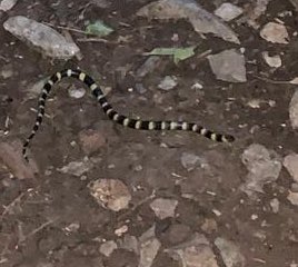 elpalace's tweet photo. @Herpeto_cosas son la mejores fotos que pude tomar sin acercarme, aproximadamente 15 cm, vista en Monterrey, cerro de Las Mitras, negro con amarillo brillante, ¿l reconocen? https://t.co/E5FbutKP0i