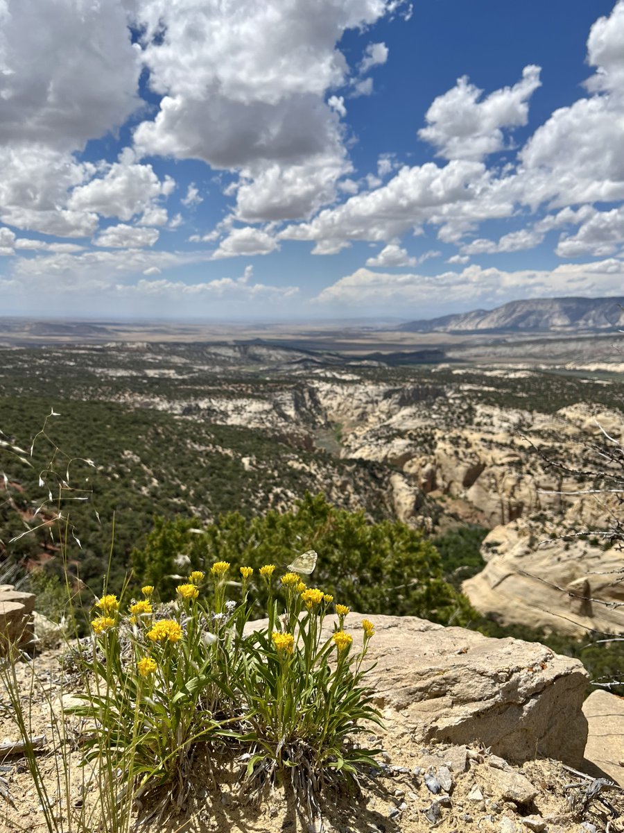 NearAndFarAZ's tweet photo. Harpers Corner in Dinosaur National Monument's @Colorado side is all about the BIG views and amazing #BlueSkies!๐
#HarpersCorner #PlugHat #EchoPark @DinosaurNPS #cloudwins #HarpersCornerScenicDrive https://t.co/Q7kGSrnM5X