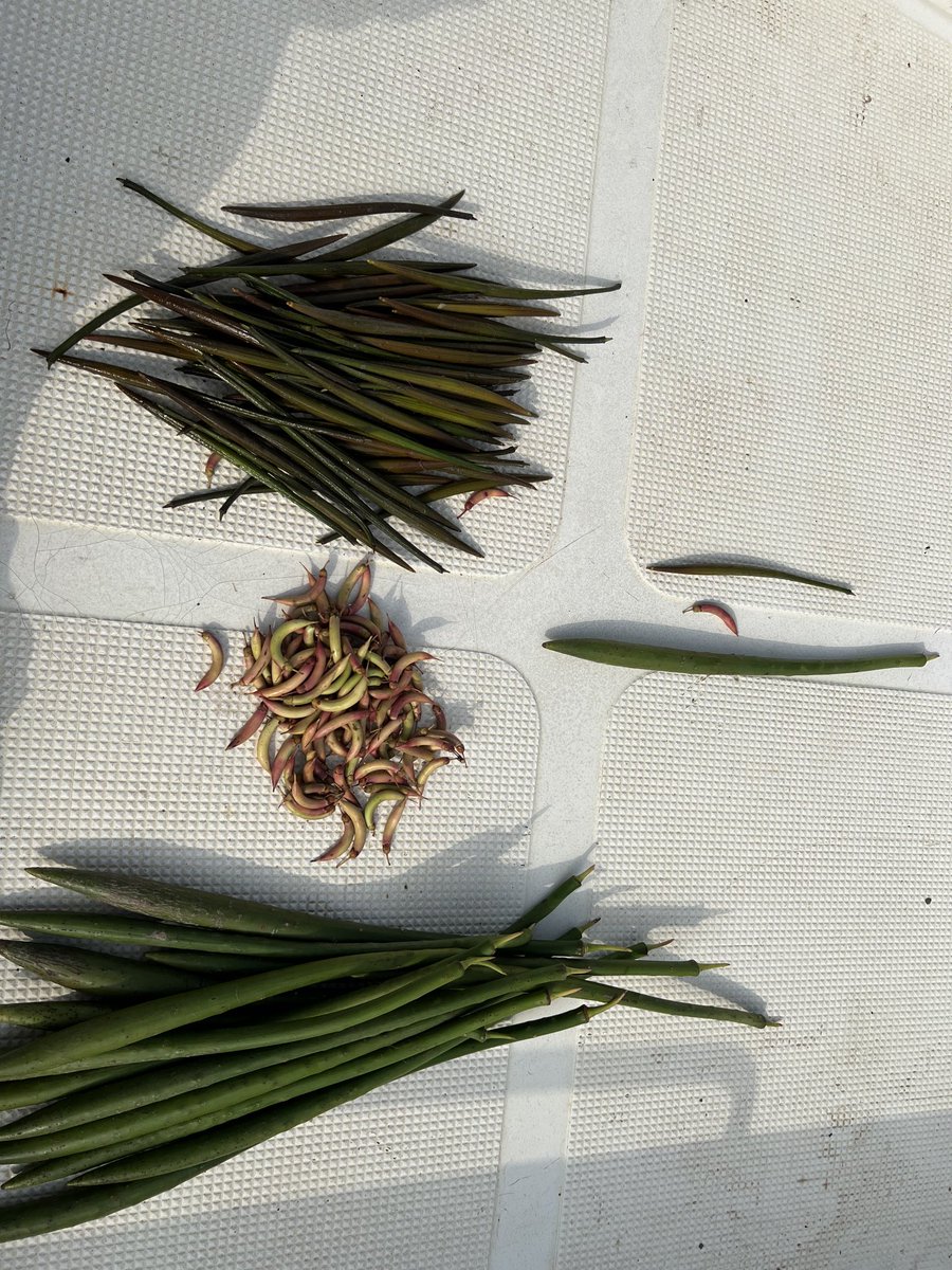 ShehzadSadiq6's tweet photo. Out of four, Seeds/Propagules of three mangrove species available in Indus Delta. SFD is trying to enhance biodiversity of the mangrove plantations by planting all species available in the delta. https://t.co/mzqZE9h9d5