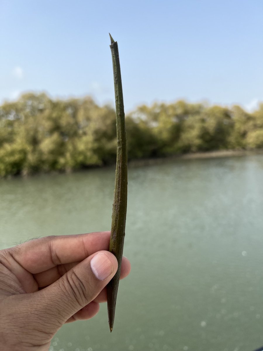 ShehzadSadiq6's tweet photo. Out of four, Seeds/Propagules of three mangrove species available in Indus Delta. SFD is trying to enhance biodiversity of the mangrove plantations by planting all species available in the delta. https://t.co/mzqZE9h9d5